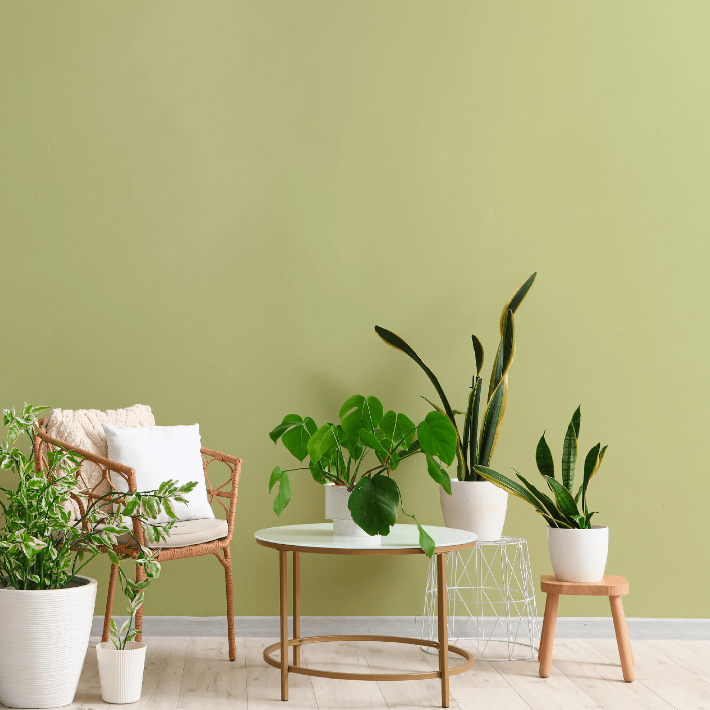 Wandfarbe edelmatt matcha pistazie grün  No. 681 Design Collection 5L - Craft Colors