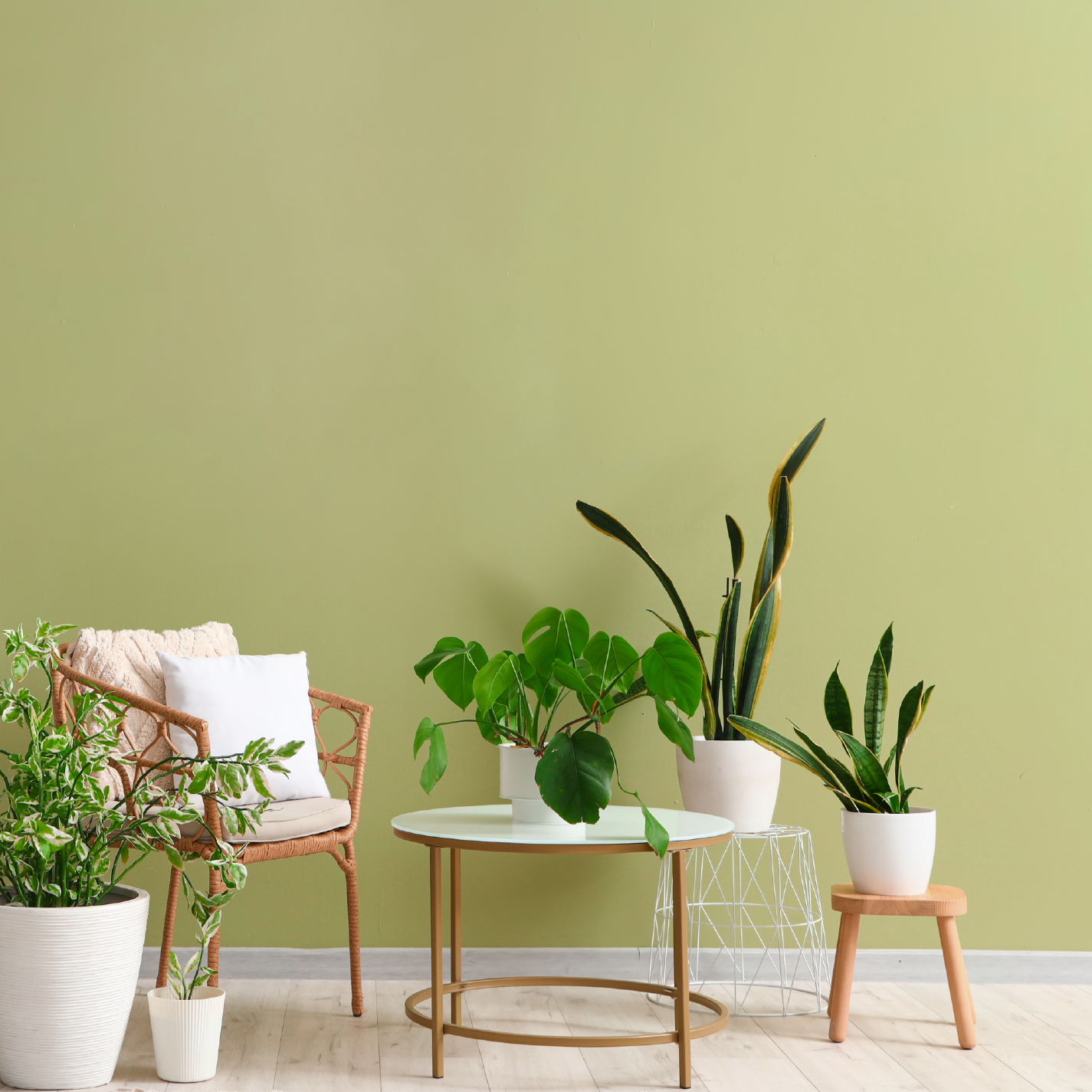 Wandfarbe edelmatt matcha pistazie grün  No. 681 Design Collection 5L - Craft Colors